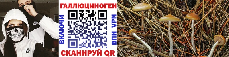 Купить где  Грязовец  Псилоцибиновые грибы Psilocybe 